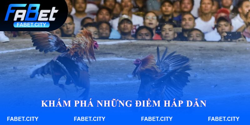 Khám phá những điểm hấp dẫn khi tham gia đá gà Fabet